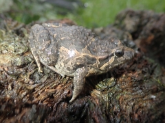 Discoglossus galganoi