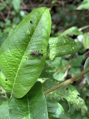 Ectatomminae