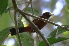 Ramphocelus carbo