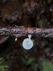 Mycena tenerrima