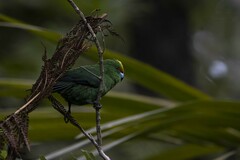 Cyanoramphus malherbi