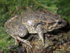 Discoglossus galganoi