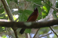Ramphocelus carbo