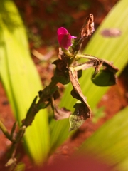 Bletilla striata