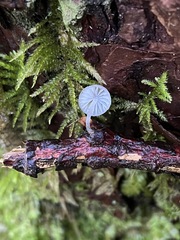 Mycena tenerrima