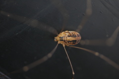 Cosmobunus granarius