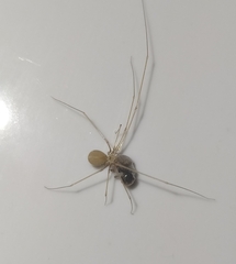 Micropholcus fauroti