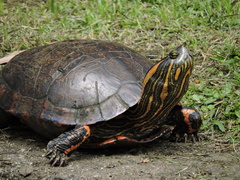 Trachemys dorbigni