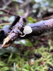 Mycena tenerrima