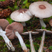 Wine-colored Agaricus - Photo (c) Christian Schwarz, some rights reserved (CC BY-NC), uploaded by Christian Schwarz
