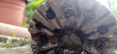 Arion hortensis