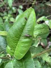 Ectatomminae
