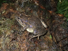 Discoglossus galganoi