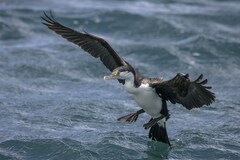 Phalacrocorax varius varius