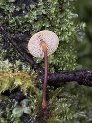 Heimiomyces fulvipes
