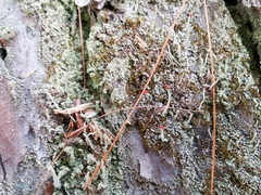 Cladonia cristatella