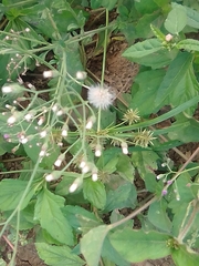 Ageratum conyzoides