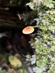 Heimiomyces fulvipes
