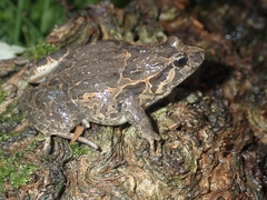 Discoglossus galganoi