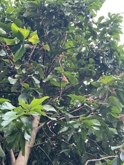 Syzygium malaccense