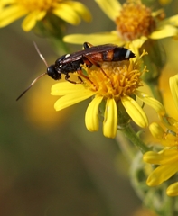Ichneumon sarcitorius