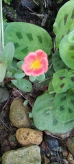 Portulaca