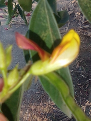 Crotalaria pumila