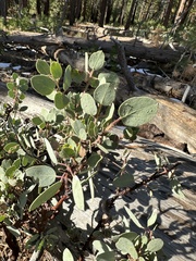 Arctostaphylos