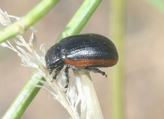 Chrysolina flavomarginata