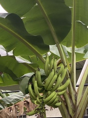 Musa × paradisiaca