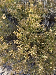 Gutierrezia sarothrae