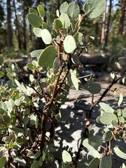 Arctostaphylos