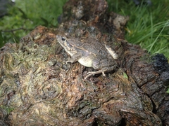 Discoglossus galganoi