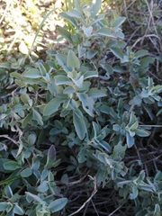 Salvia chamelaeagnea