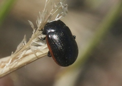 Chrysolina flavomarginata