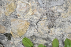 Tarentola mauritanica mauritanica