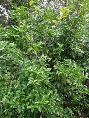 Citrus