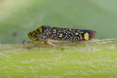 Aulacizes conspersa