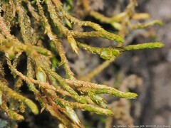 Cryphaea nervosa