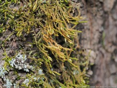 Cryphaea nervosa