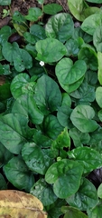 Geophila