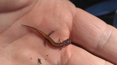 Plethodon websteri