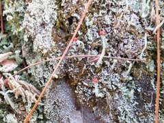 Cladonia cristatella