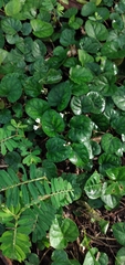 Geophila