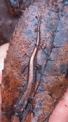 Plethodon websteri