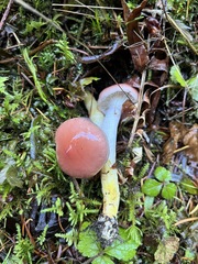 Gomphidius subroseus