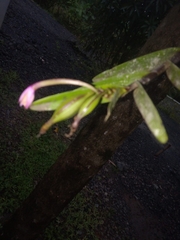 Epidendreae