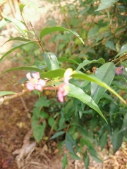 Miconia xalapensis