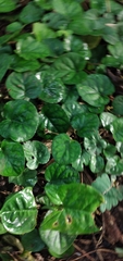 Geophila