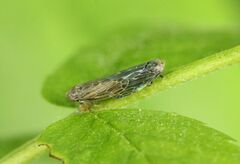 Athysanini